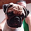 Marcelo Iair Borelli