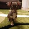 kartoffel0012