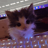 ghost clank
